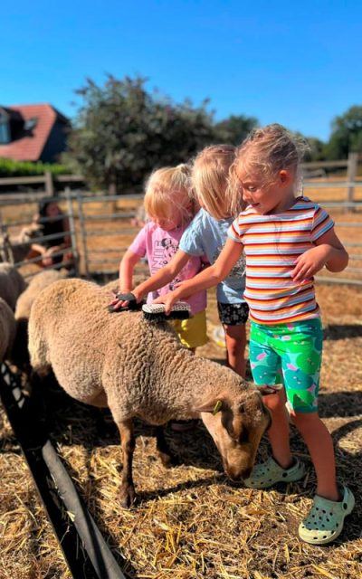 sheep-grooming-experience-bedfordshire sheep grooming and cuddles at Woolly Walks, Bedfordshire