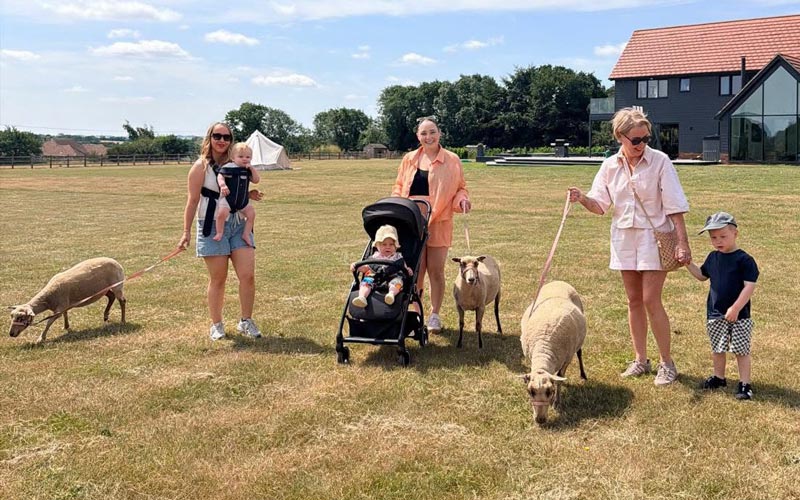 sheep walking in Bedfordshire